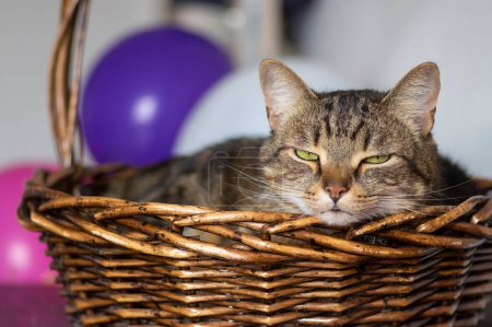 Foto de Perezoso gato doméstico de mármol que yace y se relaja en la canasta durante la mañana soleada, expresión enfocada, hermosos ojos verdes de cal - Imagen libre de derechos