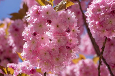 Photo for Prunus serrulata Japanese cherry tree double flower cultivation called sakura or taihaku in bloom, flowering oriental japan tree cherry - Royalty Free Image