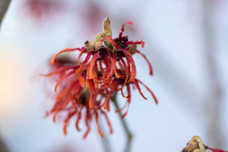 Photo for Hamamelis intermedia orange red winter spring flowering plant, group of amazing witch hazel Orange beauty flowers in bloom in february garden - Royalty Free Image