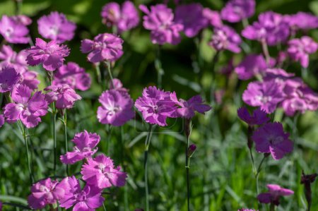Photo for Dianthus caryophyllus carnation clove pink light violet flowers in bloom, cultivated flowering plants during summer season - Royalty Free Image
