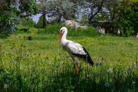 Photo for Large beautiful bird white stork ciconia hunting in the grass on the meadow with white and black plumage and red beaks and legs - Royalty Free Image