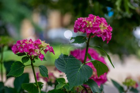 Téléchargez les photos : Hydrangea macrophylla bigleaf flowers in bloom, groupe de plantes à fleurs rose-violet hortensia, feuilles vertes à la lumière du jour - en image libre de droit