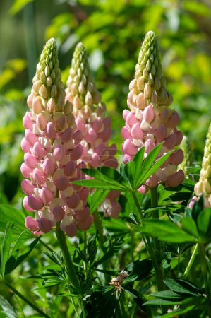 Photo for Lupinus polyphyllus large leaved lupine flowers in bloom, white pinke flowering tall ornamental wild plant in sunlight in the garden - Royalty Free Image