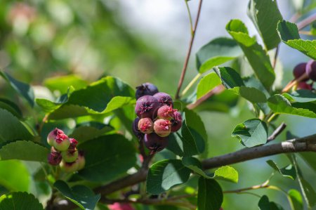 Téléchargez les photos : Amelanchier lamarckii fruits mûrs et non mûrs sur les branches, groupe de fruits à pépins ressemblant à des baies appelé baies de service ou baies de juneberry - en image libre de droit