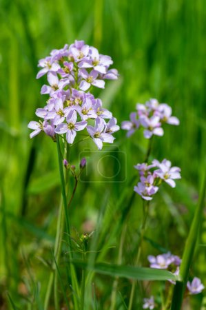 Téléchargez les photos : Cardamine pratensis fleur de coccinelle en fleur, groupe de pétales fleurs de mai sur la prairie dans l'herbe verte - en image libre de droit