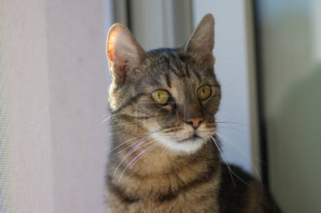 Téléchargez les photos : Chat tigre mignon domestique assis sur le rebord de la fenêtre dans la fenêtre ouverte et la pensée - en image libre de droit