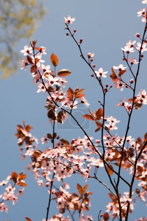 Téléchargez les photos : Prunier noir canadien Prunus nigra fleurs rose clair en fleur, bel arbuste ornemental à fleurs avec des feuilles rouges brun contre le ciel bleu - en image libre de droit