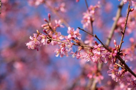 Photo for Prunus campanulata okame flowering early spring ornamental tree, beautiful small like bell pink white flowers in bloom - Royalty Free Image