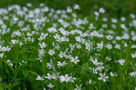 Stellaria holostea bright white wild flowering forest plants, rabelera greater starwort addersmeat flowers in bloom, green leaves