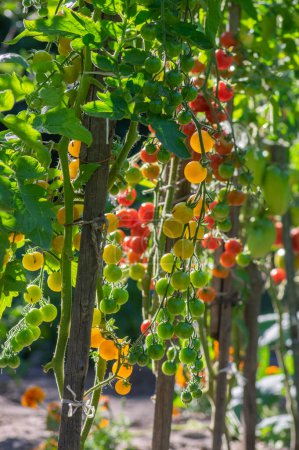 Téléchargez les photos : Mûrissement rouge et vert tomates savoureuses et comestibles fruits suspendus sur la plante de tomate, ingrédient de mode de vie savoureux et sain pour la cuisine - en image libre de droit