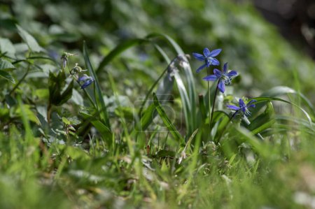 Foto de Scilla siberica flores azules en flor, planta siberiana floreciente en la hierba del parque, hojas verdes - Imagen libre de derechos
