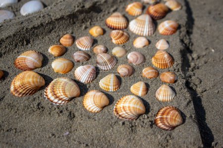 Foto de Cerastoderma edule berberberechos comunes conchas vacías en la playa de arena, patrón de fondo simplicidad en las luces del día en la arena - Imagen libre de derechos