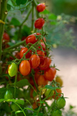 Photo for Red and green ripening tasty and edible tomatoes fruits hanging on tomato plant, tasty and healthy lifestyle ingredient for cooking - Royalty Free Image
