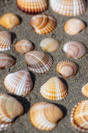 Téléchargez les photos : Cerastoderma Xocoquille commune coquillages vides sur la plage de sable, motif de fond de simplicité dans les lumières du jour dans le sable - en image libre de droit