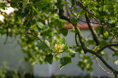 Photo for Liriodendron tulipifera beautiful ornamental tree in bloom, American tulip tree tulipwood flowering, flower on the branch - Royalty Free Image