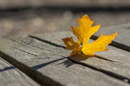 Photo for Acer saccharinum silver maple single abandoned leaf on wooden background in autumnal bright yellow color with shadow - Royalty Free Image