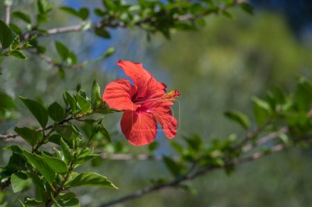 Foto de Hibiscus rosa-sinensis flor roja china rosa tropical rosa malva planta, colorida flor brillante en flor, hojas verdes en las ramas - Imagen libre de derechos