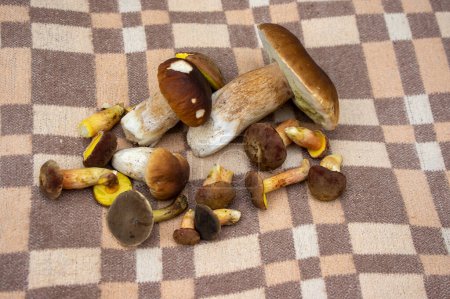 Téléchargez les photos : Boletus edulis et Imleia badia champignons récolte forestière étalée sur tissu textile brun et blanc à la lumière du jour - en image libre de droit