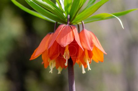 Téléchargez les photos : Fritillaria imperialis crown imperial flower in bloom, beautiful tall orange red flowering springtima bulbous majestic plant - en image libre de droit