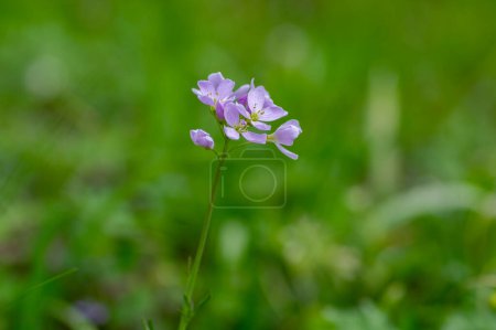 Photo for Cardamine pratensis cucko flower in bloom, group of petal flowering mayflowers on the wet meadow - Royalty Free Image