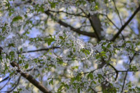 Téléchargez les photos : Prunus avium cerisier doux sauvage en fleur, belles branches d'arbres à fleurs blanches aux feuilles vertes, ciel bleu - en image libre de droit