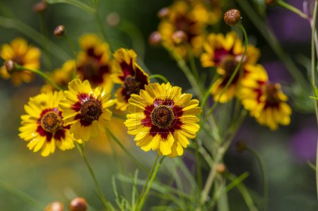 Creopsis tinctoria garden golden tickseed bright yellow and red maroon flowers in bloom, calliopsis ornamental flowering plant