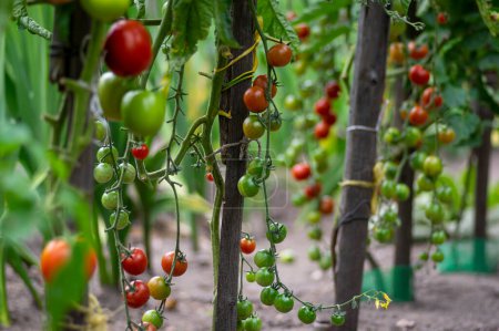 Photo for Red and green ripening tasty and edible tomatoes fruits hanging on tomato plant, tasty and healthy lifestyle ingredient for cooking - Royalty Free Image
