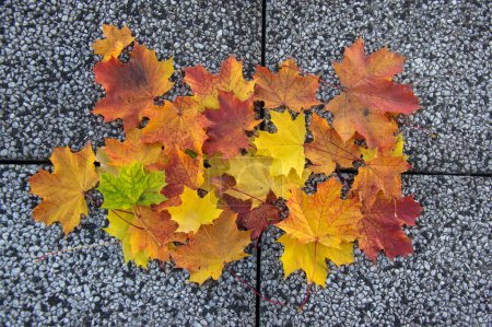 Photo for Acer platanoides bright autumn colorful leaves background, autumnal bright beautiful seasonal yellow orange red colors - Royalty Free Image