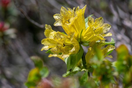 Foto de Gentiana punctata spotted gentian yellow flowers in bloom, mountain beautiful flowering wild plant - Imagen libre de derechos