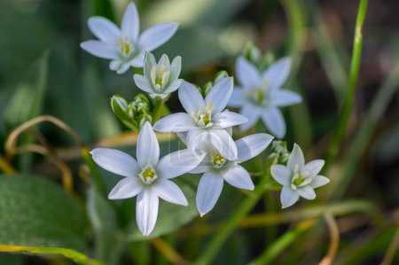 Photo for Ornithogalum umbellatum grass lily in bloom, small ornamental and wild bright white flowering springtime plant - Royalty Free Image
