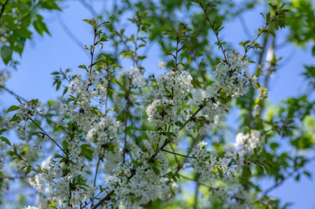 Foto de Prunus avium cerezo dulce salvaje en flor, hermosas ramas de árboles florecientes blancos con hojas verdes, cielo azul - Imagen libre de derechos