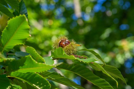 Photo for Castanea sativa ripening tasty edible fruits in spiny cupules, edible hidden seed nuts hanging on tree branches, green leaves - Royalty Free Image