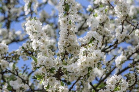 Foto de Prunus domestica italica greengages ciruelas árbol en flor, hermosas ramas florecientes ricas en primavera soleada - Imagen libre de derechos