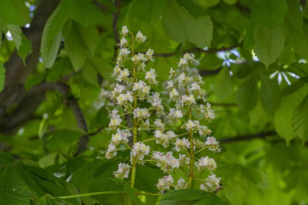Photo for Aesculus hippocastanum horse chestnut tree in bloom, group of white flowering flowers on branches and green leaves - Royalty Free Image