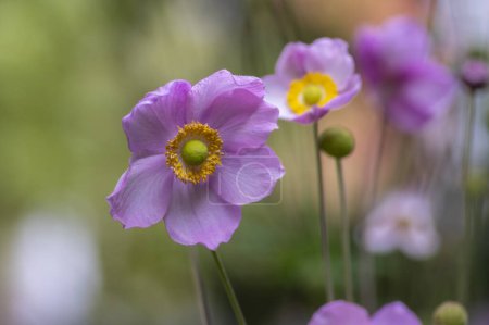 Téléchargez les photos : Anemone hupehensis praecox rose pétale simplicité plante à fleurs, des plantes à fleurs de vent dans le jardin - en image libre de droit