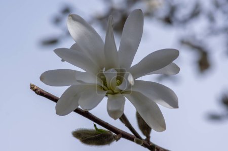 Photo for Star Magnolia stellata early spring flowering shrub, beautiful flowers with bright white tepals on branches in bloom - Royalty Free Image