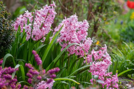 Téléchargez les photos : Hyacintus orientalis plante à floraison hâtive au printemps, groupe de fleurs roses ornementales dans le jardin - en image libre de droit