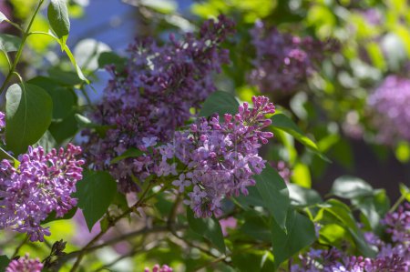 Photo for Syringa vulgaris violet purple flowering bush, groups of scented flowers on branches in bloom, common wild lilac tree branch - Royalty Free Image