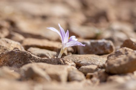 Photo for Colchicum parlatoris small wild flowering autumnal flowers endemic on Zakynthos Greece island, purple pink flowering plant in brown dirt - Royalty Free Image