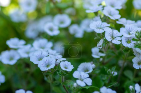 Téléchargez les photos : Gypsophila cerastoides sol recouvrant fleurs blanches en fleurs, belle pétale florale rampante Poussin Babys souffle plante dans le jardin - en image libre de droit