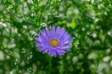 Téléchargez les photos : Symphyotrichum novi-belgii Almira plante ornementale à fleurs bleues, belles fleurs de pétales riches en automne d'été en fleurs - en image libre de droit