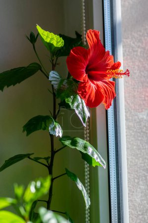 Hibiscus rosa-sinensis red flowering china rose tropical rose mallow plant, colorful bright flower in bloom, green leaves on branches