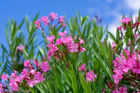 Téléchargez les photos : Nerium oleander bright pink flowers in bloom, green leaves on ornamental shrub branches in daylight - en image libre de droit
