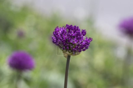 Téléchargez les photos : Allium hollandicum persan oignon hollandais ail violet sensation plante à fleurs de pluie, fleurs ornementales en fleurs - en image libre de droit