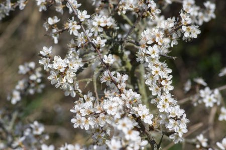 Photo for Prunus spinosa blackthorn flowers in bloom, small white flowering sloe tree branches, small green leaves - Royalty Free Image