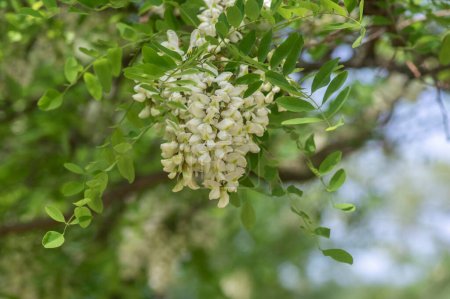Photo for Robinia pseudoacacia ornamental tree in bloom, bright white flowering bunch of light flowers, green foliage - Royalty Free Image