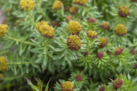 Photo for Rhodiola rosea golden rose root flowers in bloom, bunch of flowering traditional medicine herbs plants - Royalty Free Image