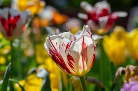 Foto de Increíble campo de jardín con tulipanes de varios pétalos de color arco iris brillante, hermoso ramo de Grandes Perfecciones rojas y blancas - Imagen libre de derechos