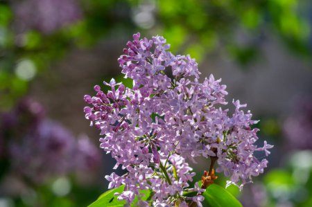 Téléchargez les photos : Syringa vulgaris violet pourpre buisson à fleurs, groupes de fleurs parfumées sur les branches en fleurs, lilas sauvage commune branche - en image libre de droit
