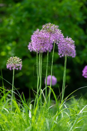 Téléchargez les photos : Allium hollandicum persan oignon hollandais ail violet sensation plante à fleurs de pluie, fleurs ornementales en fleurs - en image libre de droit